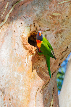 A colourful rainbow lorikeet sitting in a nesting hole high on a tree trunk