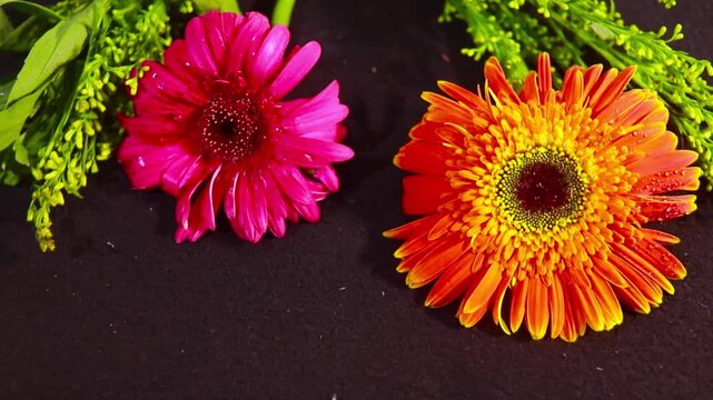 Three colorful gerbera daisies &ndash; pink, orange, and yellow &ndash; are featured in this detailed studio shot.