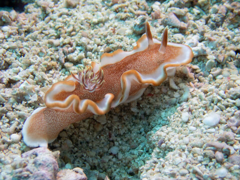 Glossodoris rufomarginata (caramel nudibranch) crawling on coral reef, Malapascua Island, Cebu, Philippines &mdash; a distinctive dorid nudibranch of the Indo-Pacific Coral Triangle.
