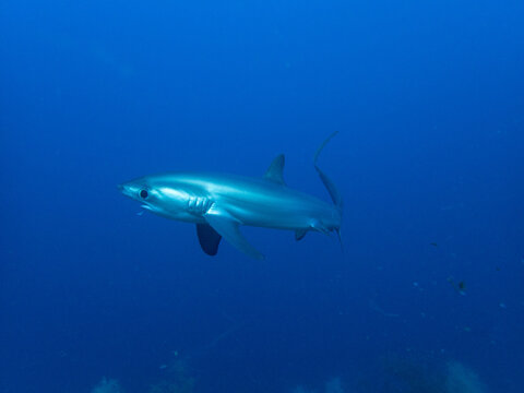 Pelagic thresher shark (Alopias pelagicus) at dawn cleaning station, Kimud Shoal, Malapascua Island, Cebu, Philippines; one of the few places in the world with reliable thresher shark sightings.