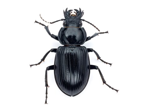 A large black beetle with a shiny exoskeleton and six legs