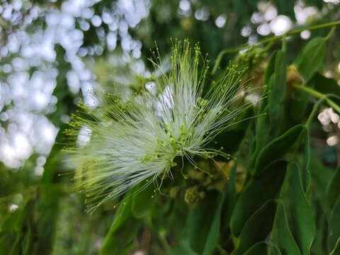 The Delicate Beauty of a Blooming Siris Flower 