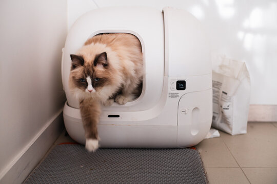 fluffy cat exiting an auto litter box machine