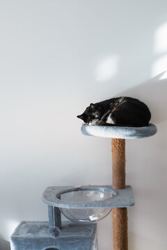 black cat sleeping on cat tree