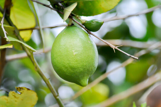 lemon tree or lemon plant or Citrus limon or  Citrus x limonum Risso or Citrus x limonia Osbeck or RUTACEAE , lemon fruit
