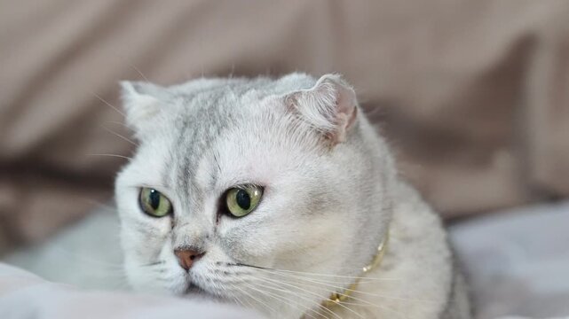 White cat with green eye, short ear, fluffy fur, lying in closeup, relaxed and adorable indoor pet, gentle domestic feline with soft whisker, calm and content, grumpy Scottish Fold, sleepy cute mammal