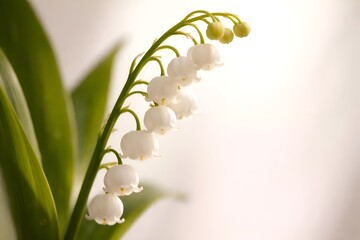 Fototapeta premium Elegant white lily of the valley flowers blooming in soft light