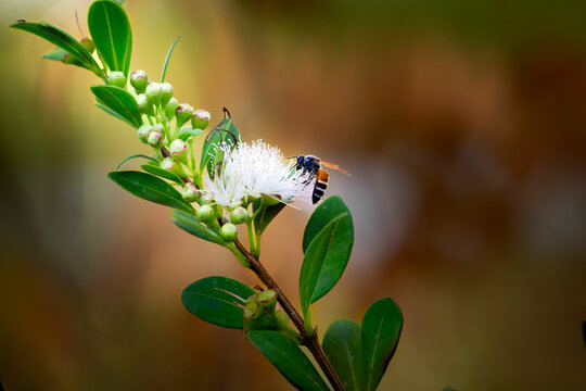 A hardworking Bee Pollinating  A syzygium (lilly pilly)