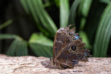Common blue morpho butterfly © Gwen
