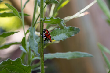 Fototapeta premium Red nymph spotted lanternfly on a gaura stem