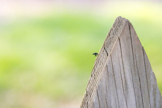 Spotted lanternfly nymph on a fence post