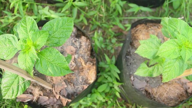 A high-angle shot of young Bird's Eye Chili plants (Capsicum frutescens) growing in black polybags neatly arranged on a grassy area