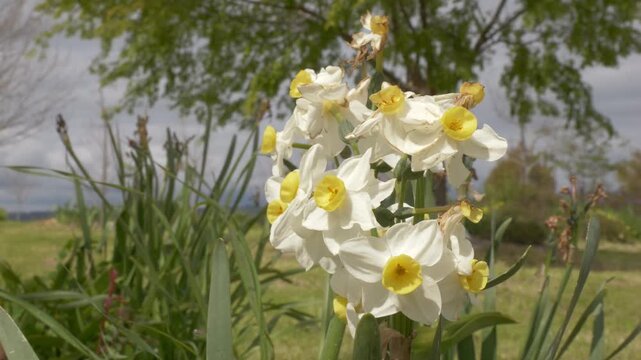 Close-up Of Bunch-flowered Daffodils (Narcissus Tazetta) In Bloom On Windy Day In Tanunda, South Australia.