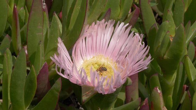 Western Honey Bee Feeding On A Hottentot-fig Flower (Carpobrotus edulis). Close-up Shot