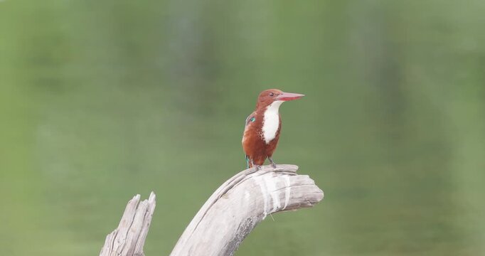 White-breasted Kingfisher on a perch is suddenly ambushed by another kingfisher in Territorial battle