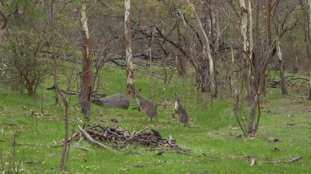 View Of Eastern Grey Kangaroos In Rifle Range Lookout In Australia - Wide Shot