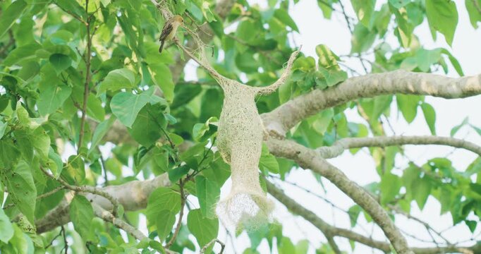 Beautiful baya weaver bird nest building on tropical tree branch animal wildlife