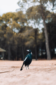 A black and white Australian magpie stands alert looking off to the distance
