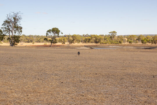 Fast kelpie on the move back to handler