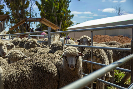 Crutched unmulesed weaners next to uncrutched