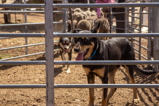 Kelpies waiting for the next pen of sheepwork