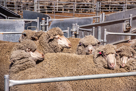 Wooly merino ewes waiting in the sheep yards