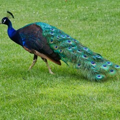 Naklejka premium peacock in the park