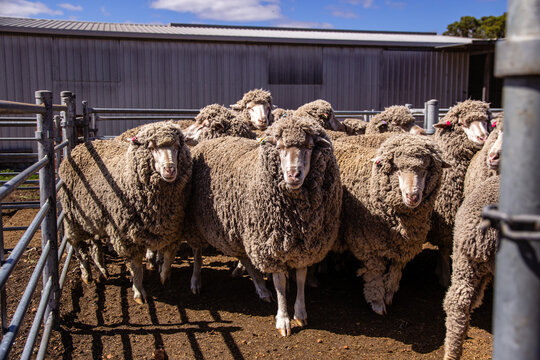 Merino ewes watching carefully