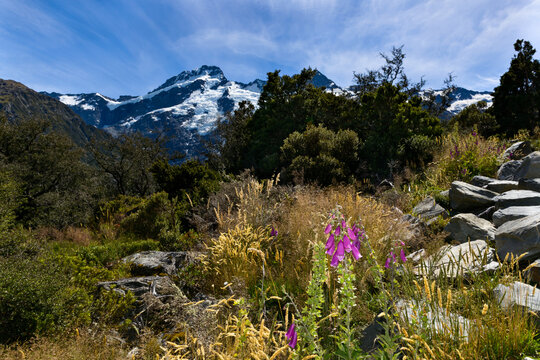 Scenic view of snow capped mountain  with pink lupins in the foreground