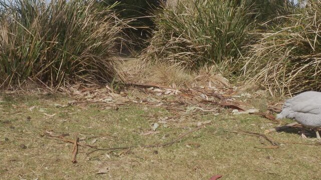 Guinea Fowl Foraging For Food On The Ground In Tasmania, Australia - Wide Shot