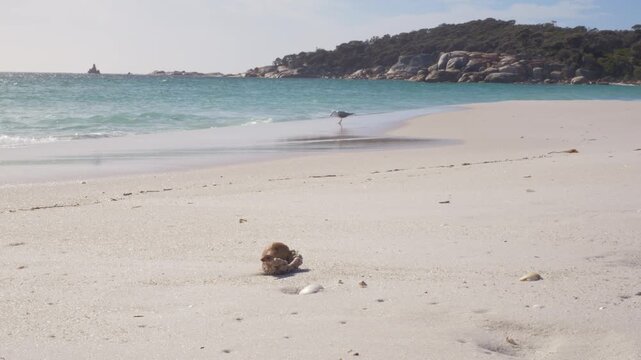 Hermit Crab At Sloop Reef Sandy Shores, Bay of Fires Conservation Area In Tasmania, Australia. Static Shot