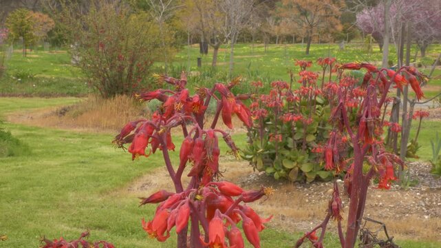 Cotyledon Orbiculata - Pig's Ear Succulent In The Barossa Valley, Adelaide Region, Australia. Close-up Shot