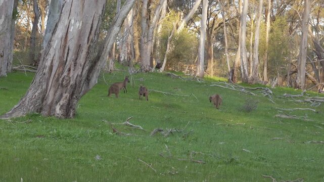 Western Grey Kangaroos Engage In Playfighting In Barossa Valley, Adelaide, South Australia. Static Shot