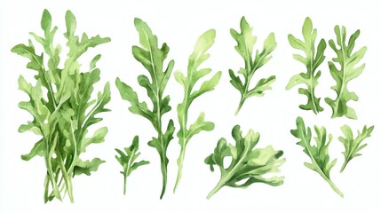 Fototapeta premium Watercolor illustration of arugula leaves and small sprigs painted in varying shades of green on white background, arranged as separate botanical elements