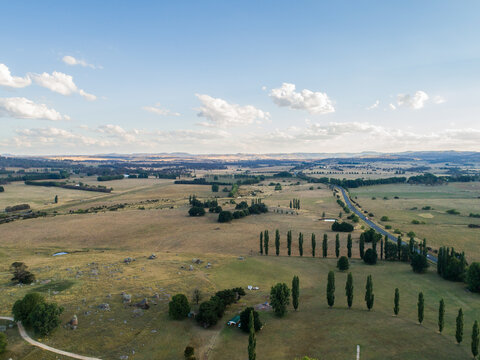 Summertime poplar trees in Stonehenge Recreational Reserve growing in grassy paddock