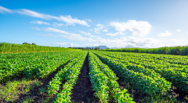 Soybeans planted between Sugar cane with Wollumbin behind