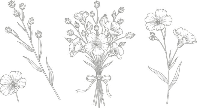 Hand drawn botanical flax flower vector illustration set featuring delicate stems buds and a tied bouquet