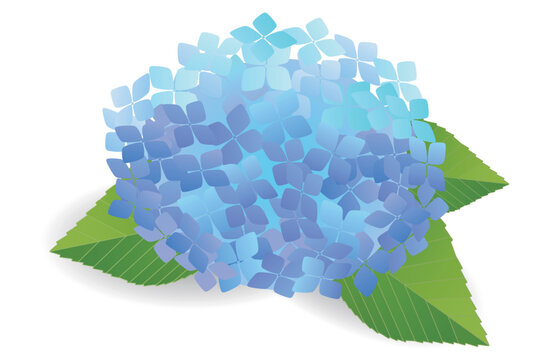 Beautiful blue hydrangea flower with green leaves