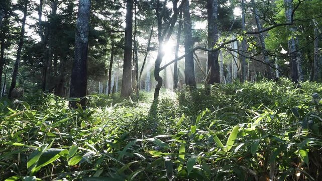 森に差し込む太陽の光。光条。朝日。夜明け。