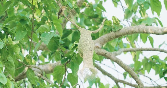 Beautiful baya weaver bird nest building on tropical tree branch animal wildlife