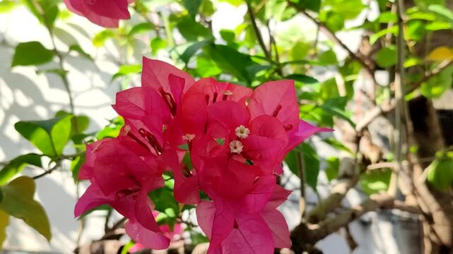 Orange bougainvillea flowers blooming in the morning, planted in plastic pots
