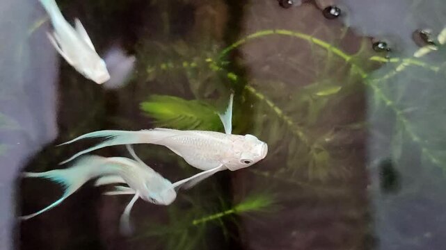 Platinum White Molly fish swimming in a mini freshwater pond planted with aquatic plants