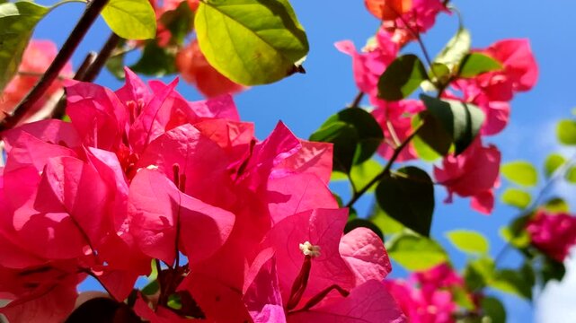 Close up orange bougainvillea flowers blooming in the morning, planted in plastic pots