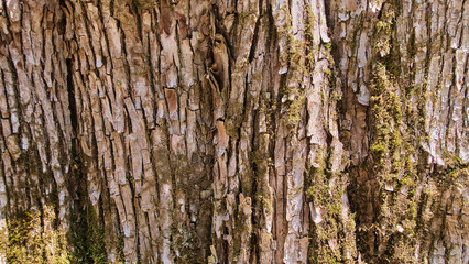 Naklejka premium 自然の造形美：深く刻まれた樹皮のテクスチャ Natural beauty: deeply grooved tree bark texture