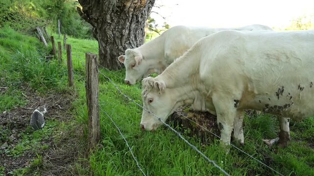 Deux vaches charolaises dans un pr&eacute; au printemps, observent un jeune chat assit, de l'autre c&ocirc;t&eacute; de l'enclos