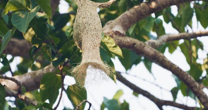 Beautiful baya weaver bird nest building on tropical tree branch animal wildlife