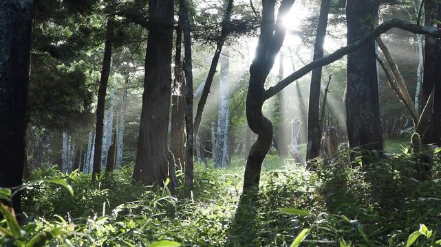 森に差し込む太陽の光。光条。朝日。夜明け。
