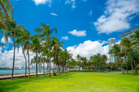 Miami, USA, 9 April 2026: Wide green lawn and palm grove at South Pointe. Spacious park area with green grass and numerous palm trees along the coastal walkway in Miami.
