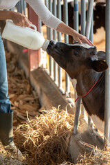 Smiling young Asian female farmer bottle-feeding a calf in a stable. Concept of animal husbandry, livestock care, and nurturing young animals in a modern dairy farm background. © BTM_Graphic