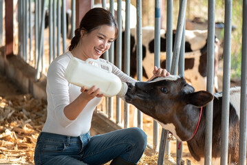 Smiling young Asian female farmer bottle-feeding a calf in a stable. Concept of animal husbandry, livestock care, and nurturing young animals in a modern dairy farm background. © BTM_Graphic